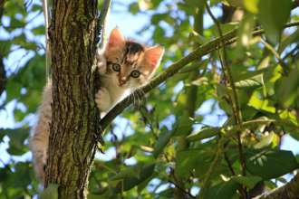 Як змусити кота перестати дряпати меблі / Фото: Pixabay Як навчити кота не дряпати меблі