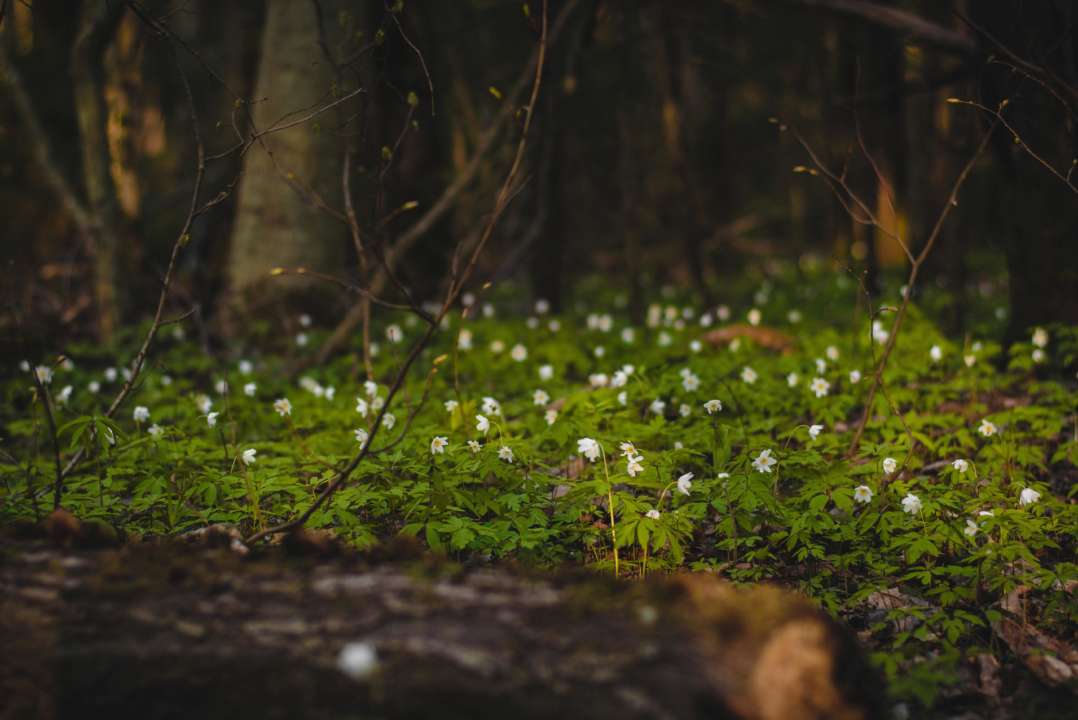 Фото автора Irina Iriser: Pexels Подснежники