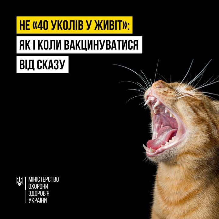 В Минздраве рассказали больше о бешенстве / Фото: t.me/mozofficial