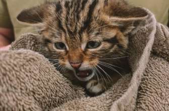 На Одещині врятували дитинчат європейського лісового кота/Фото: Instagram/Автор: vet.crew vet.crew