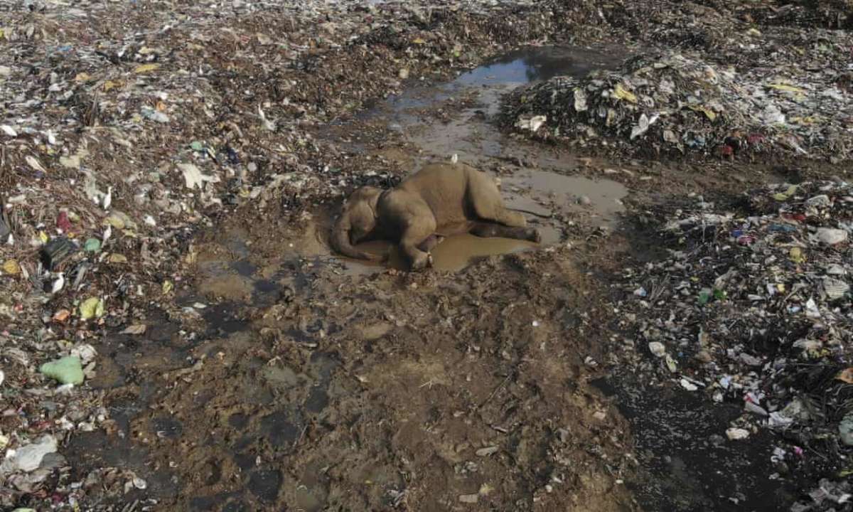 Слони їдять пластик та помирають/Фото: The Guardian Слони їдять пластик та вмирають