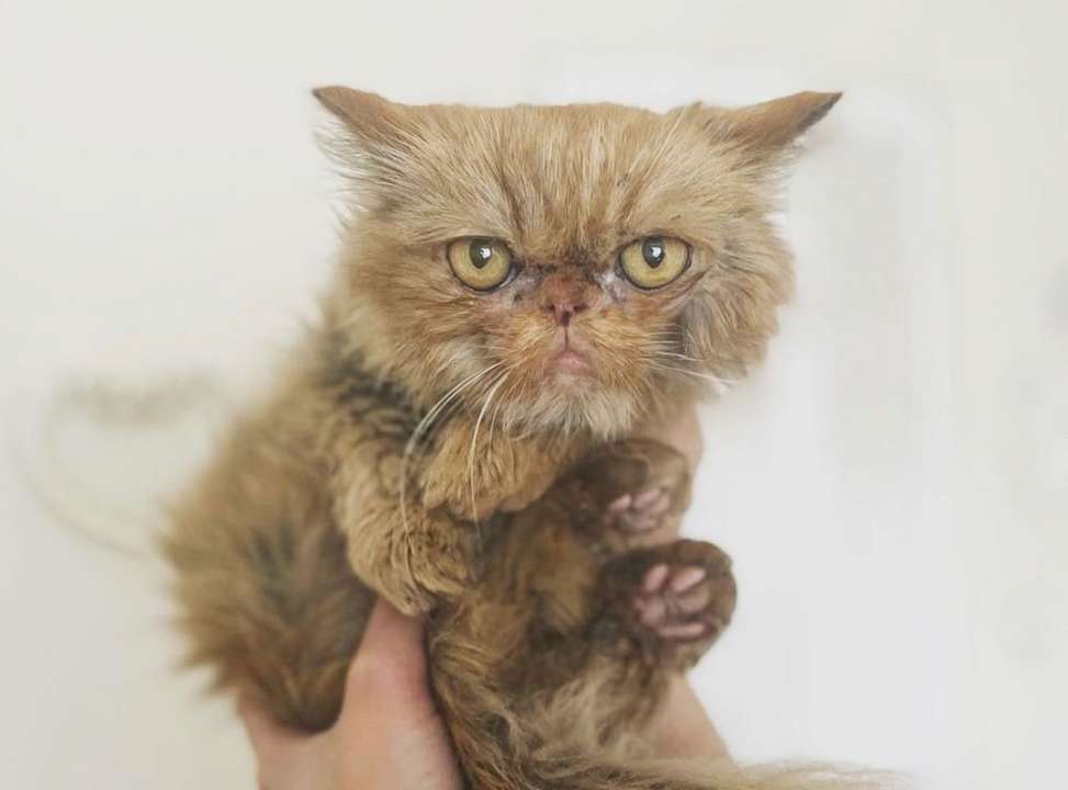 Кошка Шафа, которую спасли из разваленной многоэтажки в Бородянке прославилась в Сети/Фото: Instagram