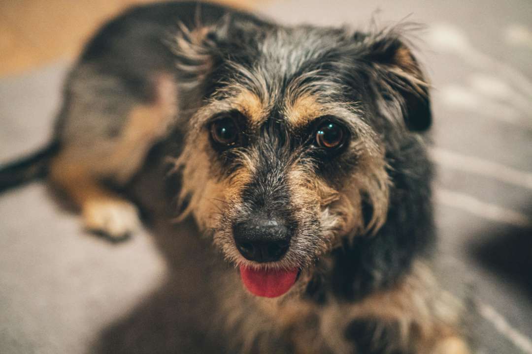 Спустя 12 лет британка вернула украденную собаку/Фото: Unsplash