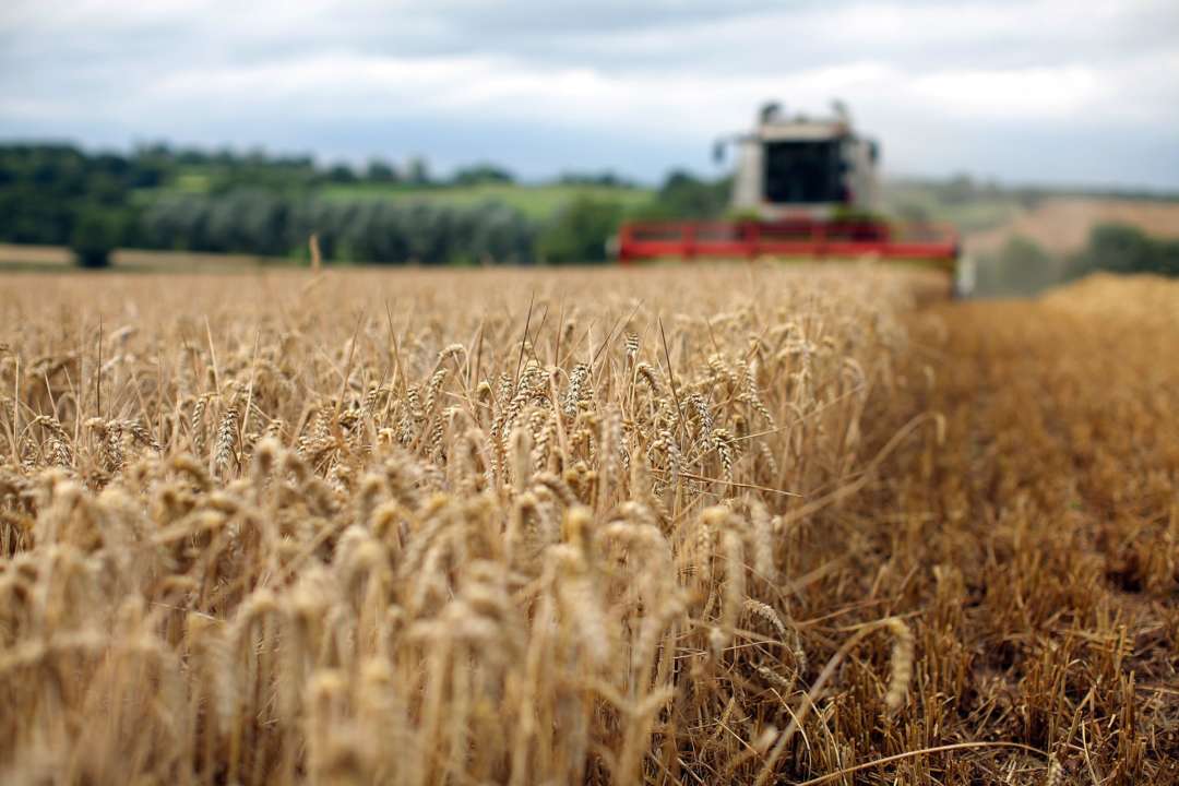 У красноярському краї будуть красти зерно з Херсонщини