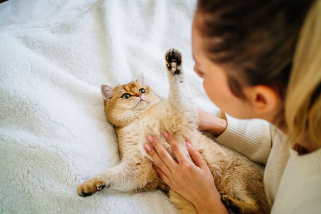 Ідеї, як назвати свого кота чи кішку / Фото: Getty Images Яку вибрати кличку для свого кота чи кішки