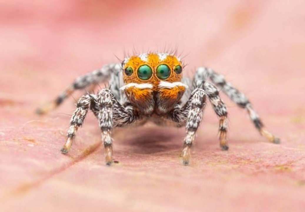 Фото: Evolutionary Systematics Новий вид павука-павича Maratus nemo