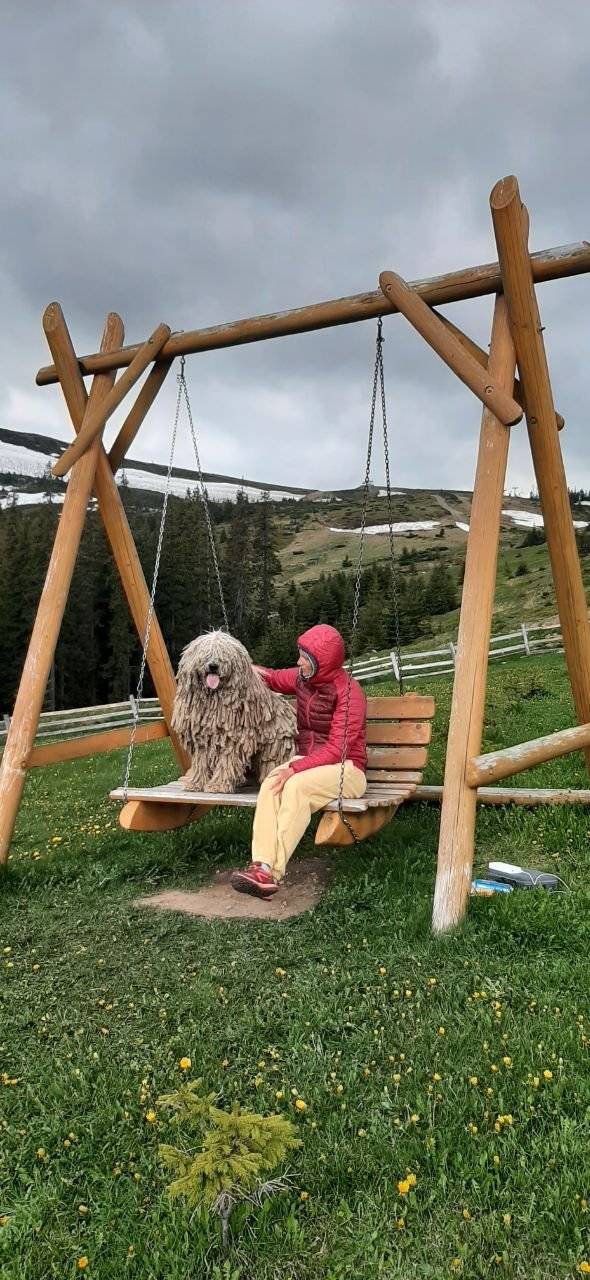 В ГСЧС показали пса-спасателя из Закарпатья/Фото: ГСЧС В ГСЧС показали пса-спасателя из Закарпатья/Фото: ГСЧС