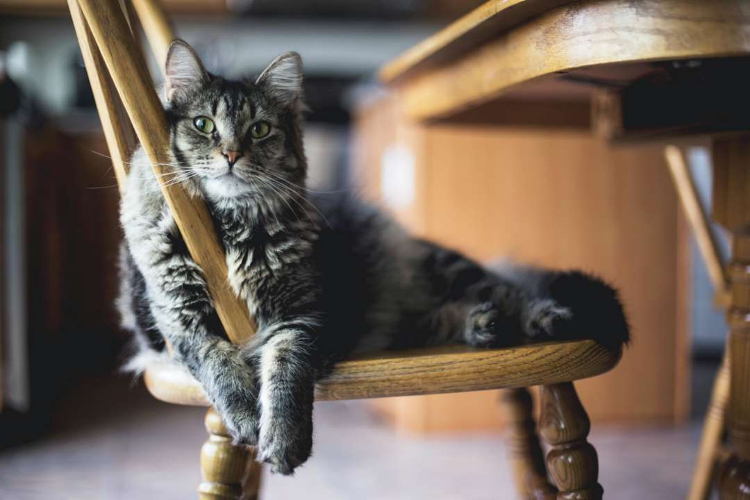 Почему коты портят мебель — ответ ученых/Фото: Unsplash Почему коты портят мебель — ответ ученых/Фото: Unsplash