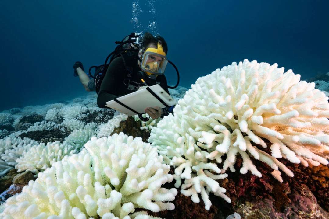 У Гонконзі стартап створює штучні рифи за допомогою 3D-принтера/Фото: Alexis Rosenfeld/Getty Images Вчений під водою досліджує коралові рифи