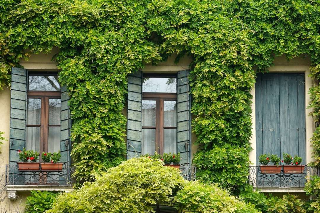 5 вьющихся растений, которые станут украшением вашего двора / Фото: Pixabay 5 вьющихся растений, которые станут украшением вашего двора