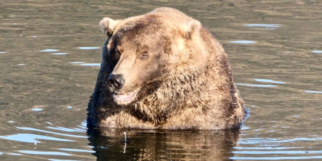 Медведь