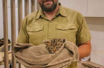 На Одещині врятували дитинчат європейського лісового кота/Фото: Instagram/Автор: vet.crew vet.crew