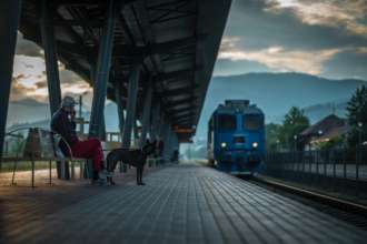 Що потрібно, щоб подорожувати з домашнім улюбленцем/Фото: Amariei Mihai/Unsplash Що треба для подорожі з хатніми тваринами по Україні і для виїзду за кордон: відповідь Укрзалізниці