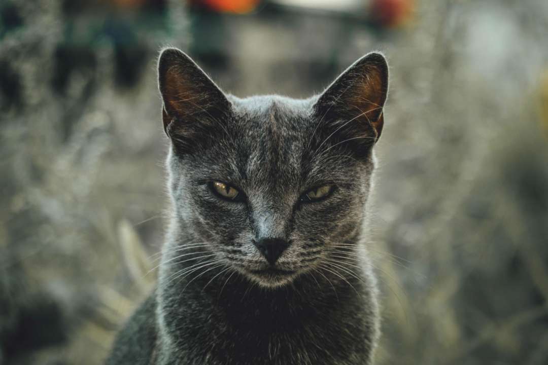 Топ-5 вещей, которые раздражают вашего кота
