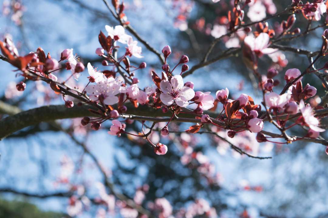 Синоптики дали прогноз погоди на тиждень / Фото: Pexels Весна в Україні
