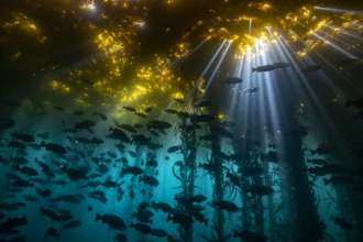 Фото: Ocean Art Восьминіг вкрав камеру у дайвера та зробив унікальний кадр