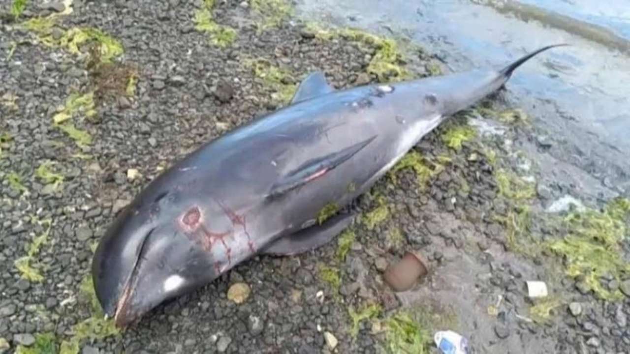 Ще одного дельфіна з ненародженим малюком знайшли в районі Заповітного Ще одного дельфіна з ненародженим малюком знайшли в районі Заповітного