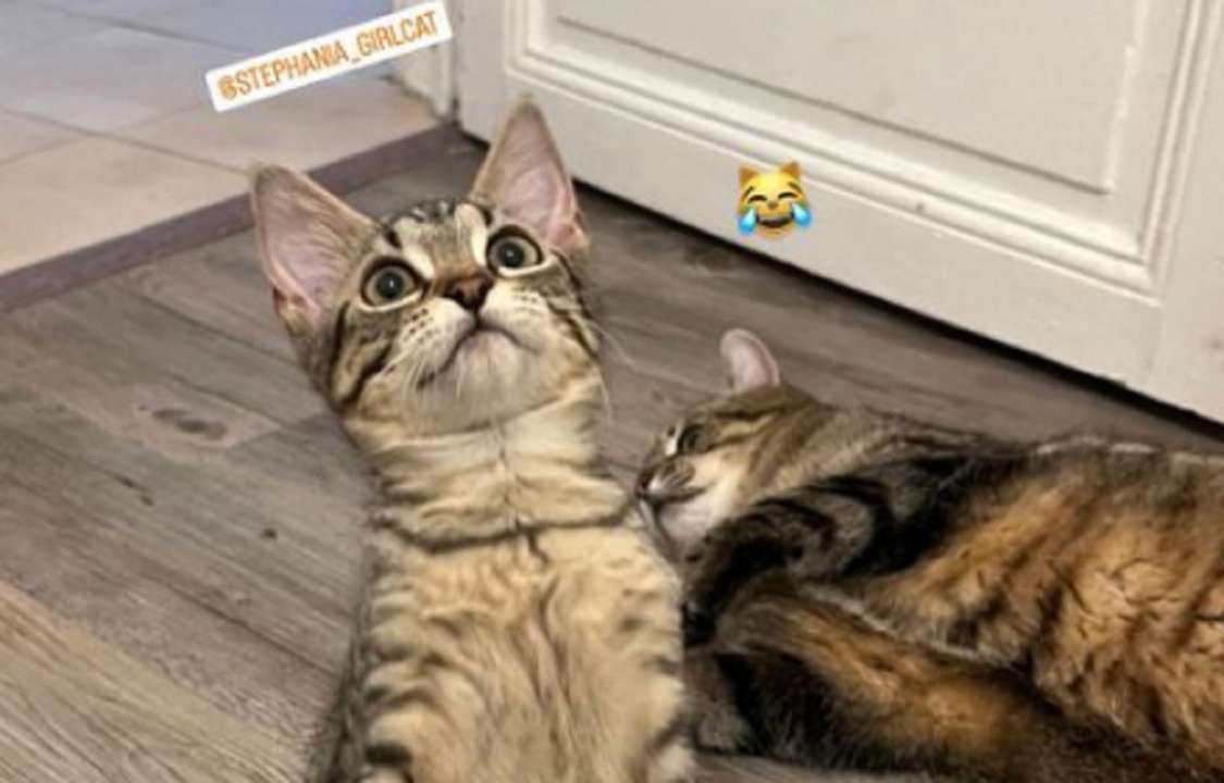 У кота Степана появилась подружка Стефания/Фото: Instagram У кота Степана появилась подружка Стефания