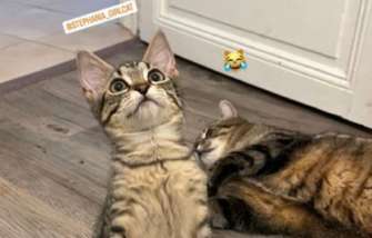 У кота Степана появилась подружка Стефания/Фото: Instagram У кота Степана появилась подружка Стефания