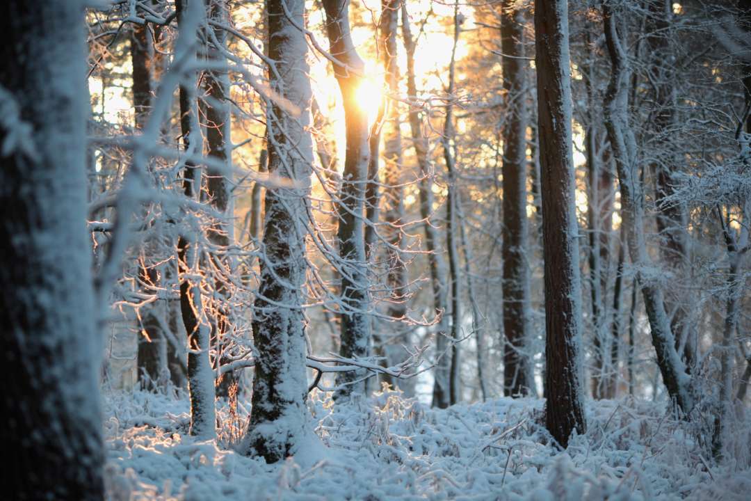 село в Карпатах засипало снігом
