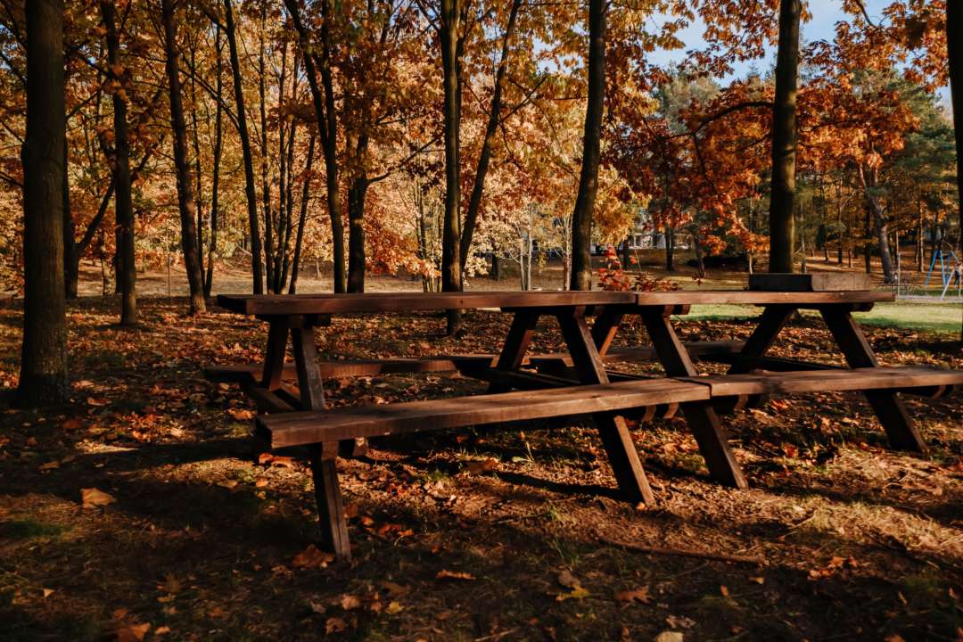 Синоптики розповіли, що в Україну повертається літня спека/Фото: pexels Ліс