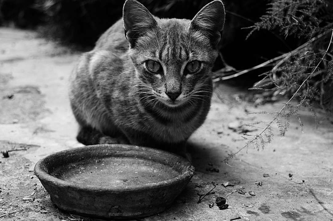 Фото: Unsplash/ Автор - El khalil EL ARFAOUI Кошка не перестает благодарить людей, которые ее спасли