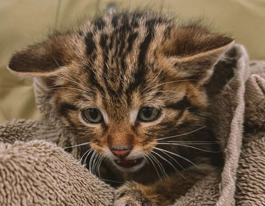На Одещині врятували дитинчат європейського лісового кота/Фото: Instagram/Автор: vet.crew vet.crew
