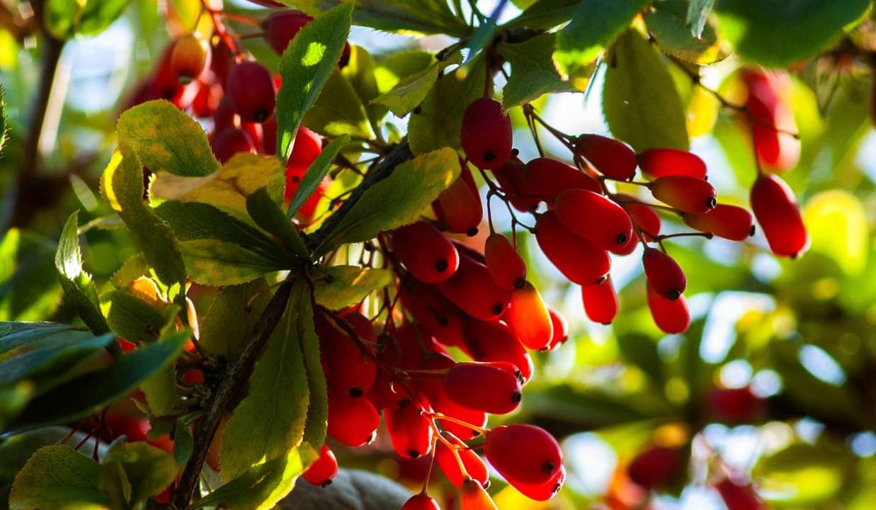 Названо лікувальні властивості барбарису/Фото: Unsplash Барбарис: корисні властивості осінньої ягоди