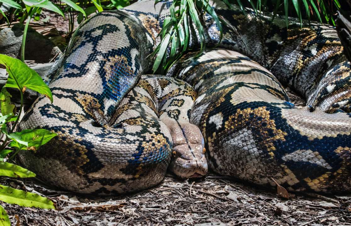 В Індонезії пітон проковтнув 54-річну жінку/Фото: Unsplash