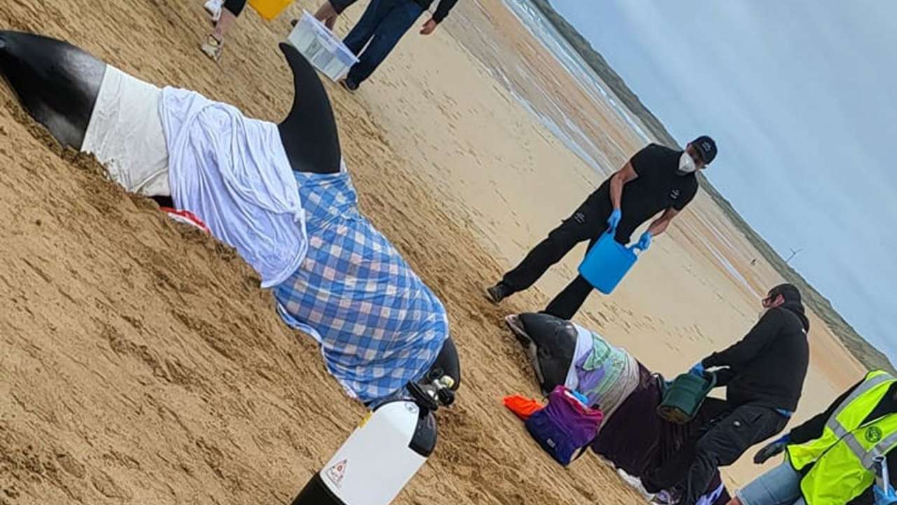 В Шотландии устроили спецоперацию по спасению дельфинов/Фото: Aberdeenshire Drone Services