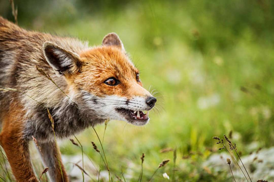 Фото з https://unsplash.com/ У одному регіоні України почастішали випадки захворювання лисиць на сказ: що робить ОВА