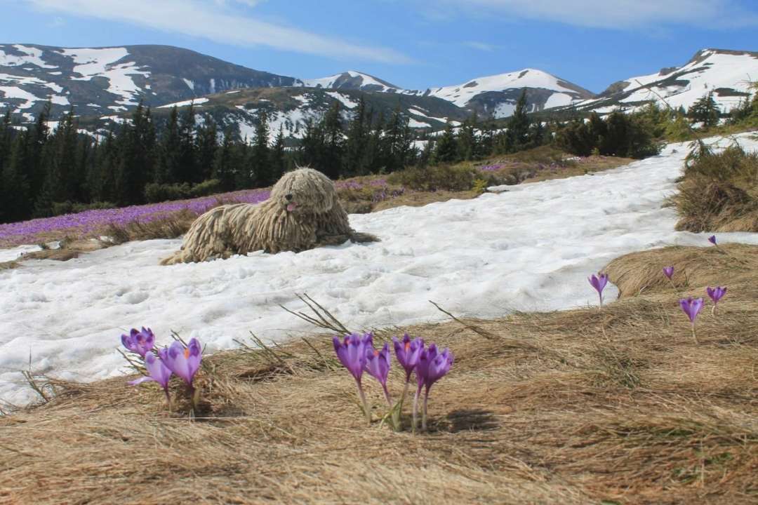 В ГСЧС показали пса помощника горных спасателей/Фото: ГСЧС В ГСЧС показали пса помощника горных спасателей/Фото: ГСЧС