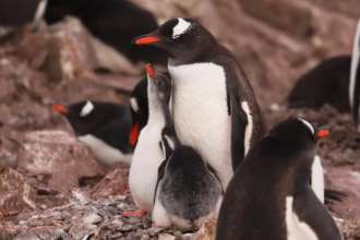 Украинские полярники опубликовали забавное видео с пингвинами/Фото: Facebook/Antarctic Center Ловкие и быстрые: украинские полярники показали забавное видео с пингвинами