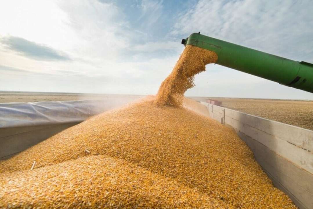 Шантажирует Украину: кремль грозится сорвать зерновое соглашение Шантажирует Украину: кремль грозится сорвать зерновую сделку