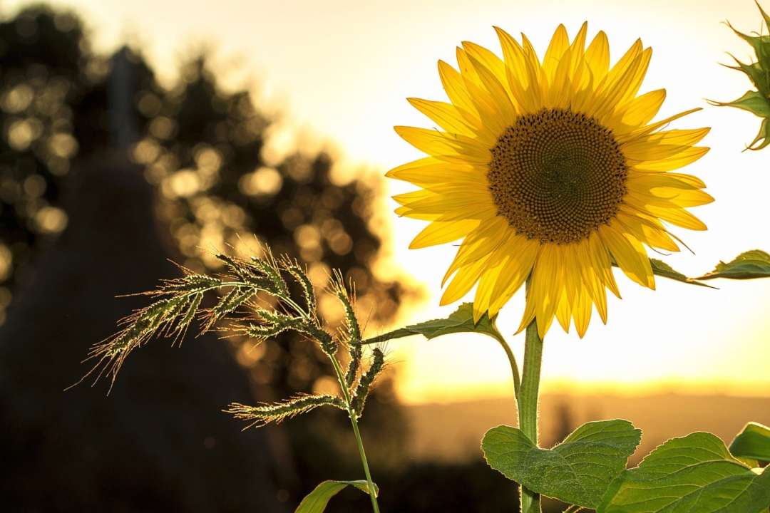 Прогноз погоды на 23 июля/Фото: Pixabay В Украину возвращается жара: прогноз погоды на 23 июля