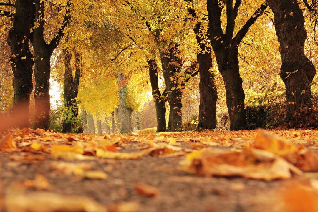 Прогноз погоды на 15 вересня/Фото: Pixabay парк