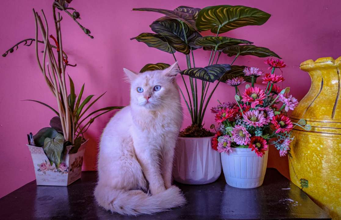 Какие комнатные растения опасны для кошек и собак/Фото: Unsplash Какие комнатные растения опасны для кошек и собак/Фото: Unsplash