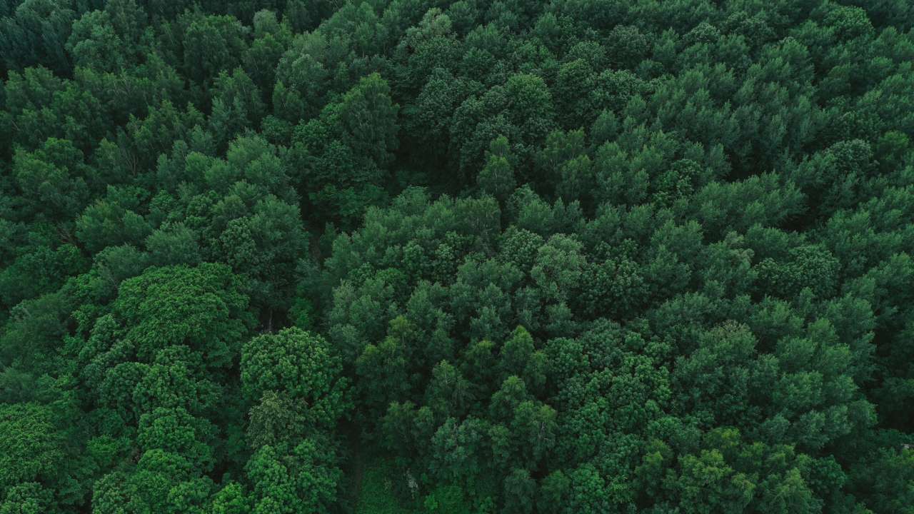 Как не заблудиться во время лесной прогулки / Фото: Freepik