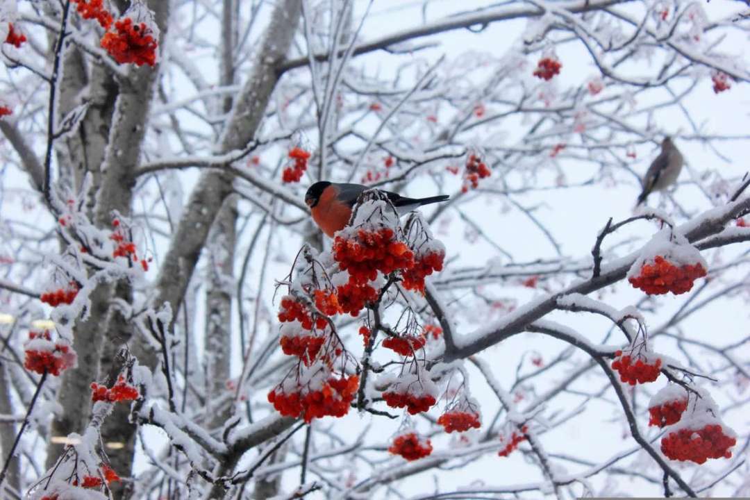 народные приметы на 30 декабря/Фото: pixabay.com Что нужно сделать для крепкого здоровья: народные приметы на 30 декабря
