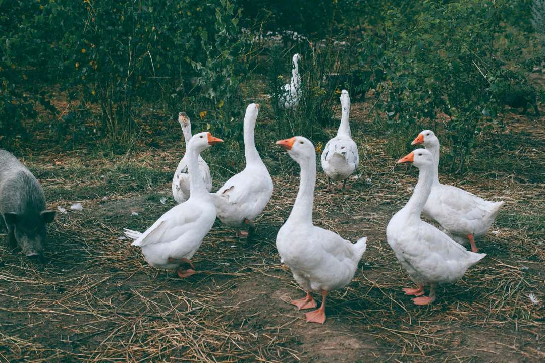 Народні прикмети на 15 вересня/Фото: pexels Заборонено ображати тварин: народні прикмети на 15 вересня