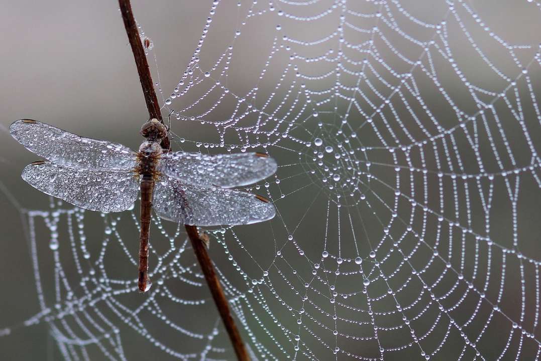 Приметы на 7 июня / Фото: Pixabay 7 июня: приметы и запреты дня