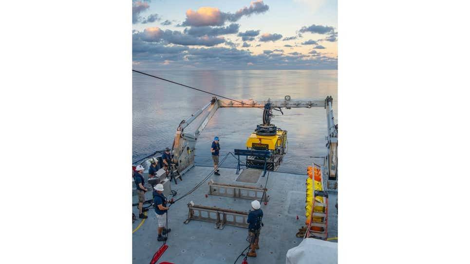 Фото: Schmidt Institute of the Oceans Біля берегів Мексики знайшли шість невідомих видів тварин та гідротермальні джерела