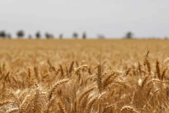 Світові ціни на зерно різко зросли після обстрілу Ізмаїльського порту / Фото: wirestock/Freepik Світові ціни на зерно різко зросли після обстрілу Ізмаїльського порту / Фото: wirestock/Freepik