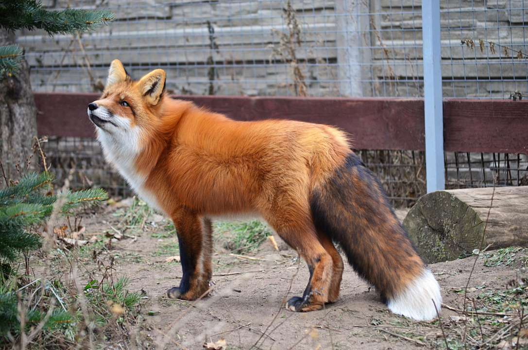 Лисица
