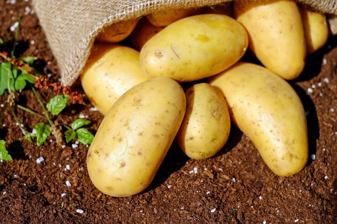 Держстат назвав продукти, які у 2023 році були найдешевшими та найдорожчими
