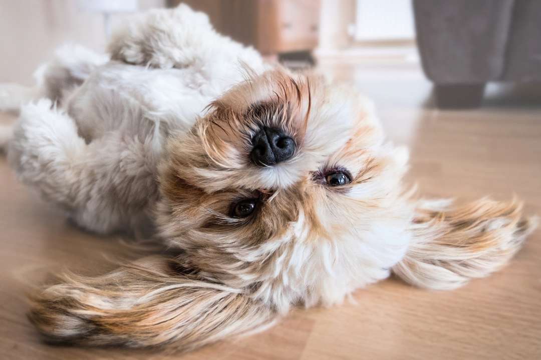 Пес насмішив користувачів Instagram своєю відмовою йти на прогулянку