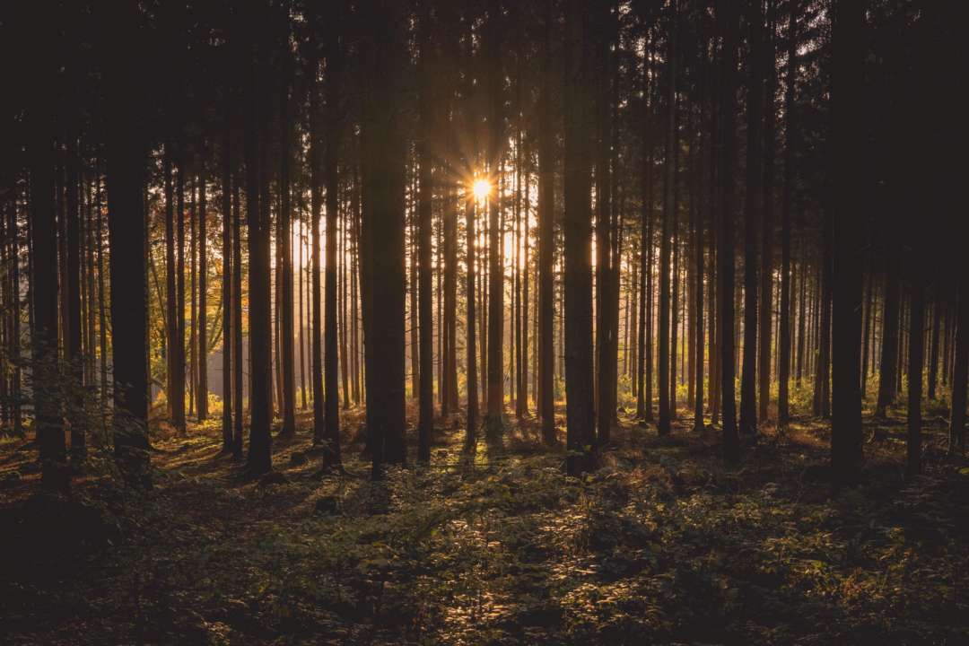 В лесу Чикаго заметили загадочный портал/ Фото: Unsplash В лесу Чикаго заметили загадочный портал
