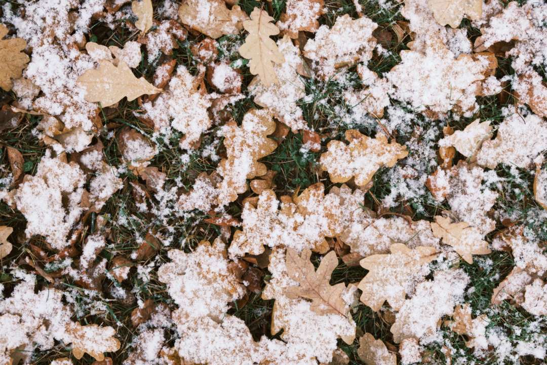 В Україні очікуються заморозки/Фото: pexels Листя