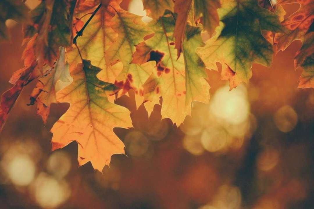 Фото: Unsplash/ Автор Timothy Eberly