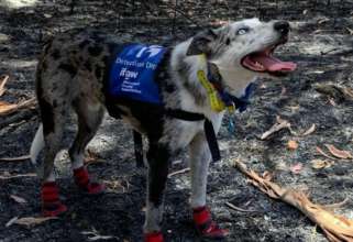 В Австралії собаку нагородили медаллю за порятунок коал/Фото: bearthekoaladog В Австралії собаку нагородили медаллю за порятунок сотні коал